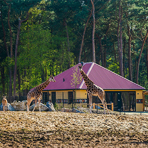 Safari lodge beekse bergen